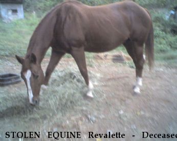 STOLEN EQUINE Revalette - Deceased, Near Murraysville, WV, 26164